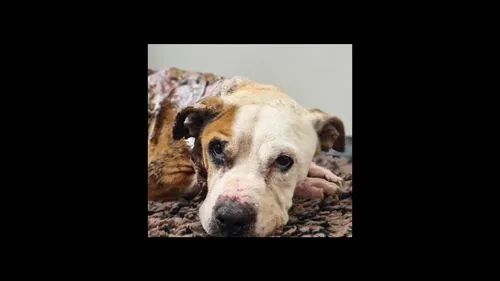 Douze mois de prison ferme pour avoir brûlé vif son chien avant de...