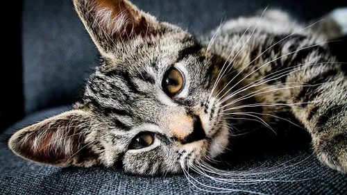 Six chats retrouvés morts à Vert-le-Petit, une plainte déposée