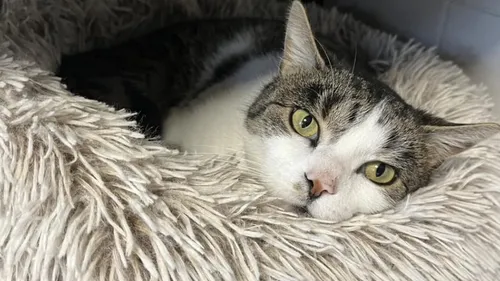 Un « Tinder des animaux » s’apprête à voir le jour grâce à un...