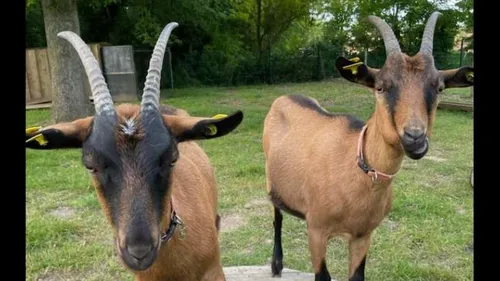 Un abattoir clandestin découvert à Viry‑Chatillon en Essonne