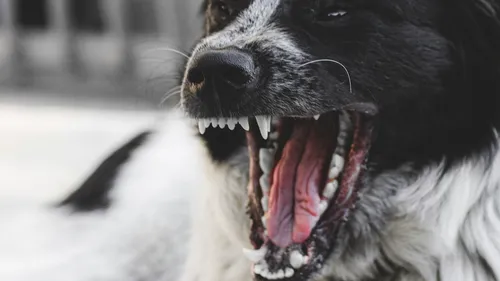 Une meute de chiens impliquée dans plusieurs violentes agressions à...