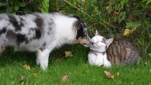 Chats ou chiens : qui gagne le match des identifications dans la...