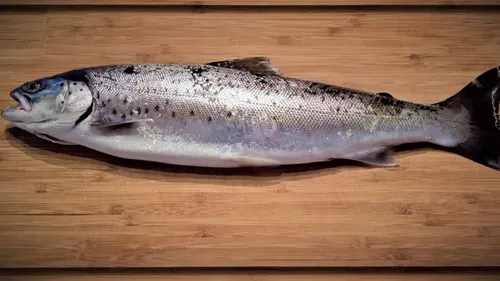 Le seul saumon d’élevage français naît et grandit… dans un hangar...