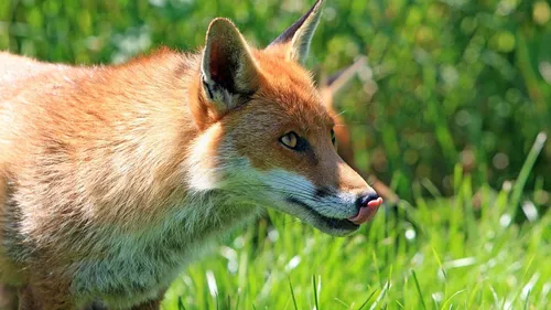 Essonne : ces animaux listés par l'État peuvent désormais être abattus