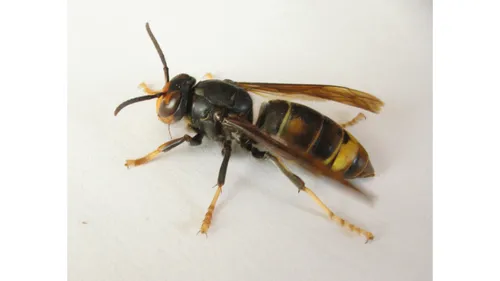 Chamigny lance sa campagne anti‑frelons