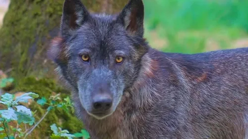Carnet rose à l'Espace Rambouillet : des loups sont nés !