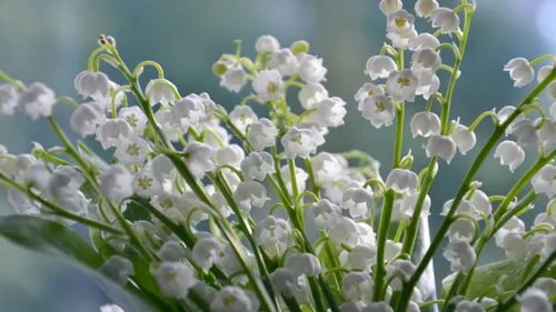 Règles strictes pour la vente de muguet à Eu et Mers‑les‑Bains dans...