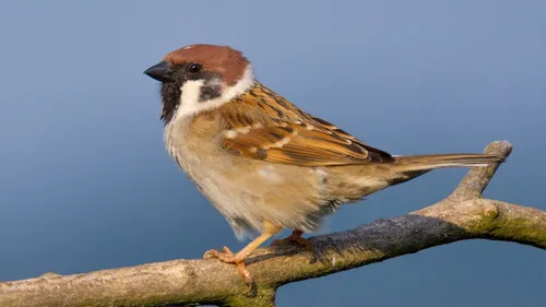 Après toutes ces canicules, les refuges de faune sauvage sont...