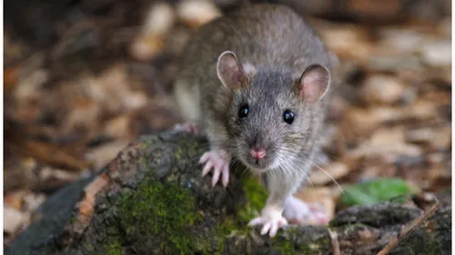 À quel point ont sévi les hantavirus français ces dernières années...