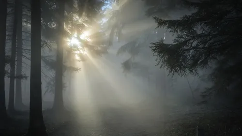 Un corps découvert dans une forêt de Beauvais