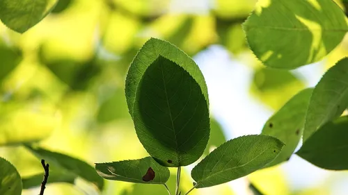 Melun : l'abattage d'arbres inquiète