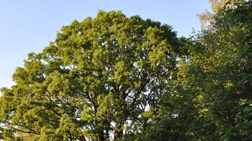 L’Essonne placée en alerte rouge feux de forêt : les feux...