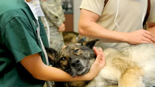 Un grand cabinet vétérinaire va ouvrir à Nemours en Seine-et-Marne