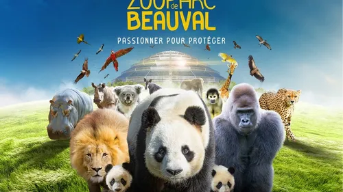 Beauval : de nouveaux pandas pour 2027