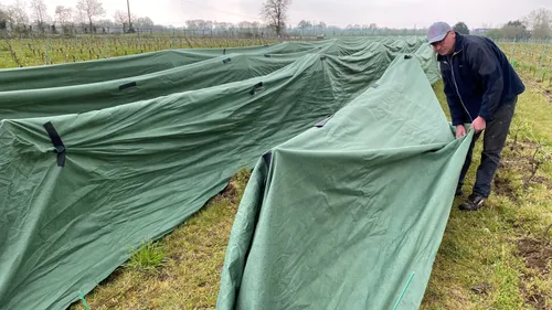 Froid : Les vignerons très inquiets dans le vignoble nantais