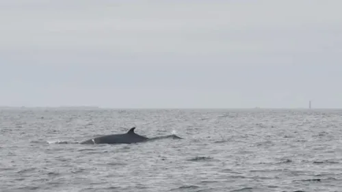 Le parc naturel marin d'Iroise publie les images de rorquals et...