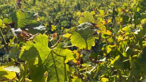 Le vignoble nantais très touché par le premier épisode de gel