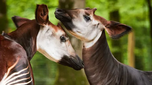 Casoars, Okapis : Branféré a ouvert ses portes dans le Morbihan