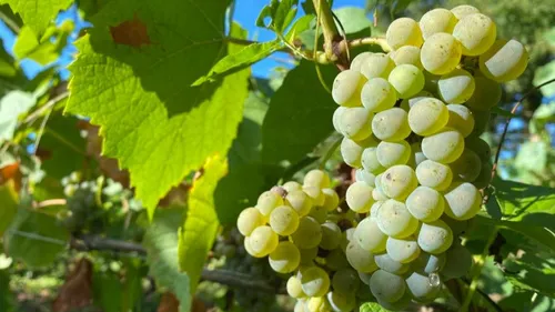 Muscadet : Les vendanges ont (déjà) démarré