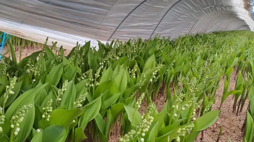 Du muguet Nantais pour le 1er Mai !