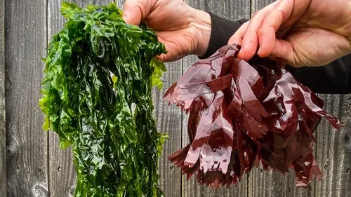 Des algues dans l’assiette : l'innovation santé au CHU de Brest