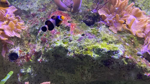 Brest. Record de fréquentation pour Océanopolis, qui vous incite à...