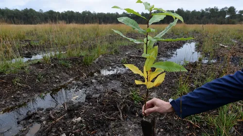"Breizh Forêt Bois" : plus de deux millions d'arbres plantés en 5...