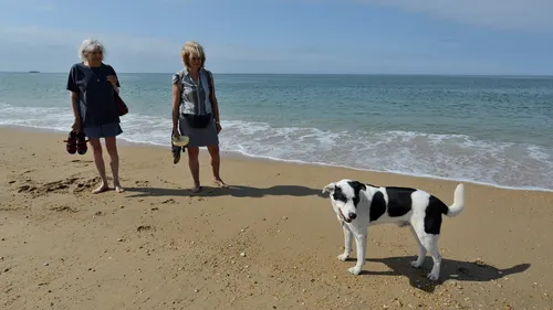Où pouvez-vous emmener votre chien à la plage en Bretagne ?