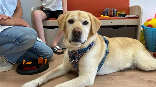 Septembre en Or : Un chien auprès des enfants malades du CHU d’Angers