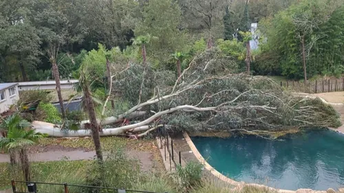 Tempête Ciaran : Les Terres de Nataé appellent aux dons à Pont-Scorff