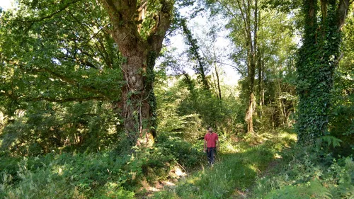 Ecotree : un euro pour les arbres aux Vieilles Charrues