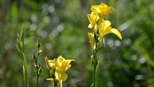 La météo automnale compliquée pour la faune et la flore dans l'ouest
