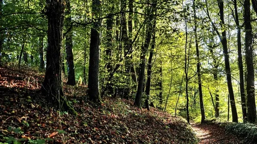 Wild (en) Bretagne : "acheter des terrains boisés pour les rendre à...