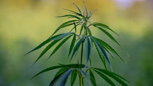 Feuilles de chanvre, sacs en plastique ou encres de tatouage ......