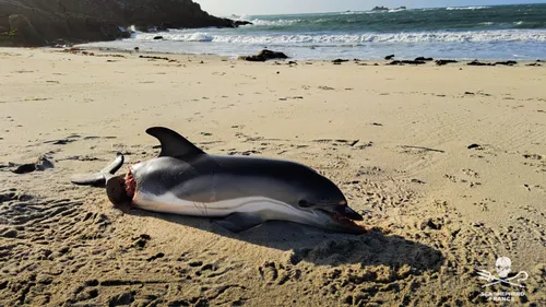 Pas de pêche dans le Golfe de Gascogne : Sea Sheperd publie la...