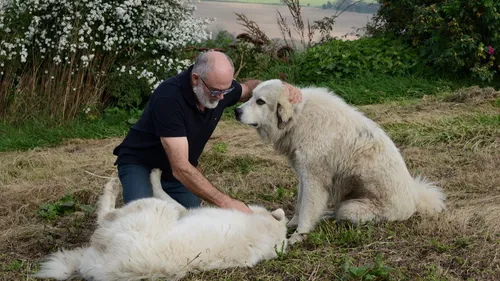 Finistère. Le nouveau plan loup précisé d’ici la fin d'année