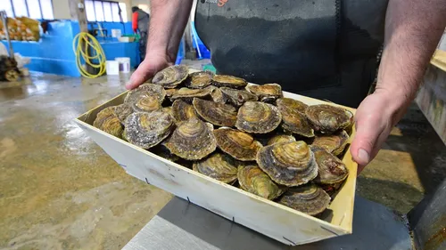 Bretagne. Les ostréiculteurs dénoncent le (mauvais) traitement des...