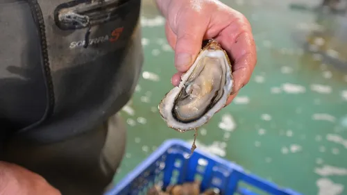 Pour Noël, les huîtres ne devraient pas manquer, mais le prix est...