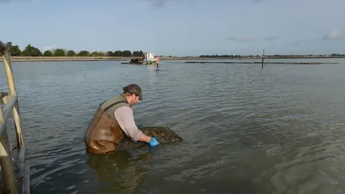 Economie. Des dégâts enregistrés dans les parcs à huîtres de l'ouest