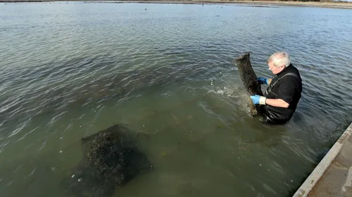 Huîtres : la main d'oeuvre manque à quelques jours de Noël