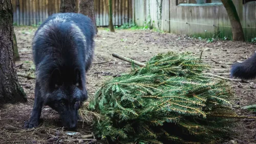 A Frossay, Legendia Parc récupère les sapins de Noël naturels