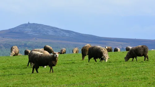  Loup, y es-tu ? Des attaques de brebis sont relevées dans les...