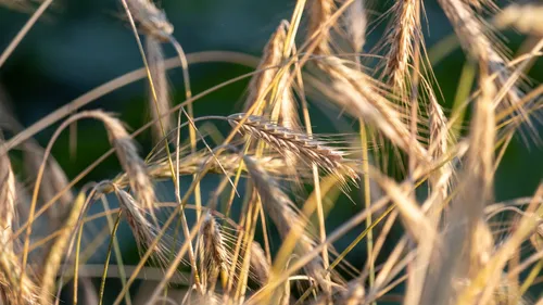 Les sujets brûlants de la FDSEA 56 : sécheresse, prix du lait,...