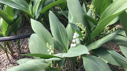 1er mai : récolté le muguet 2023 est prêt pour la livraison