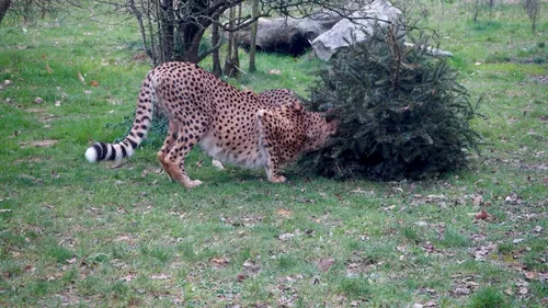 Planète Sauvage : les animaux du parc de Port-Saint-Père adorent...