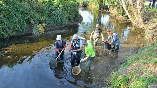Canicule. Il faut sauver les poissons des rivières bretonnes asséchées