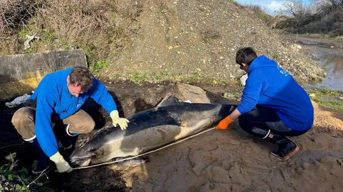 Vendée : des dizaines de dauphins retrouvés morts sur le littoral