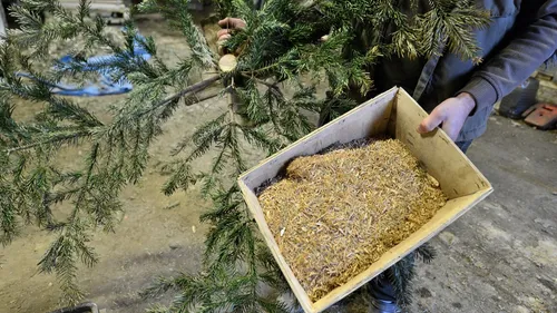 Pour pallier la pénurie ou le prix, certains bretons fabriquent...