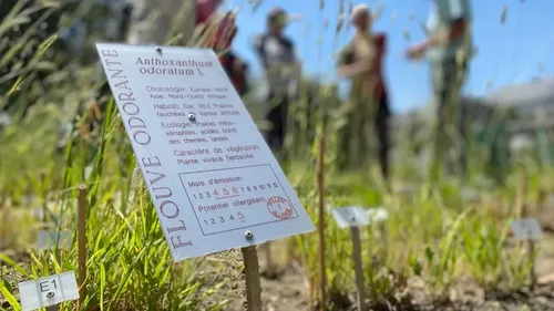 Dans l’ouest, des pollinariums permettent de prévenir les allergiques