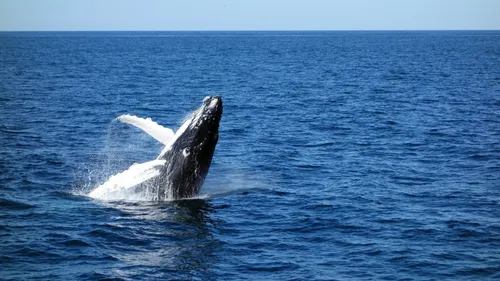 Rorqual dans le Finistère : les échouages ne se multiplient pas 